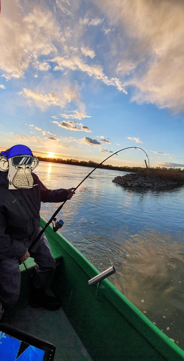 Some Apes like fishing🎣 #BASC
#Italy 🇮🇹 #river #Po #Catfish #wallercamp #fishing #fishinglife #blackcat

@BASC_DAO
