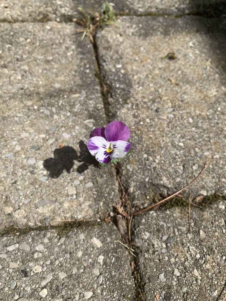 I found a 90s inspirational poster in my patio! Just needs a inspiring quote and a thick black border