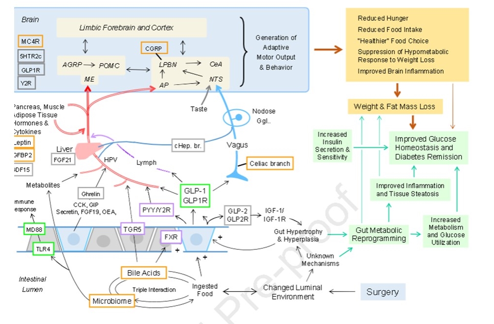 Daniel J Drucker (@danieljdrucker) on Twitter photo The benefits of bariatric surgery and #Weightloss #obesity #Diabetes Are your favourite mechanisms listed? <a href="/MolMetab/">Molecular Metabolism</a> sciencedirect.com/science/articl… The benefits of bariatric surgery and #Weightloss #obesity #Diabetes Are your favourite mechanisms listed? <a href="/MolMetab/">Molecular Metabolism</a> sciencedirect.com/science/articl…