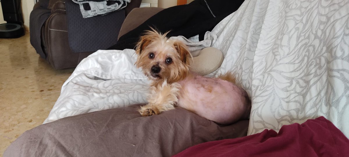 ❤Mara❤
A esta abuelita la rescatamos hace unas semanas en unas condiciones deplorables. Ahora ya está limpia, libre de pulgas y garrapatas y durmiendo fresquita gracias a su casa de acogida.
Los resultados dieron positivo en anemia y dudosos en rickettsia. 
Nos ayudas?