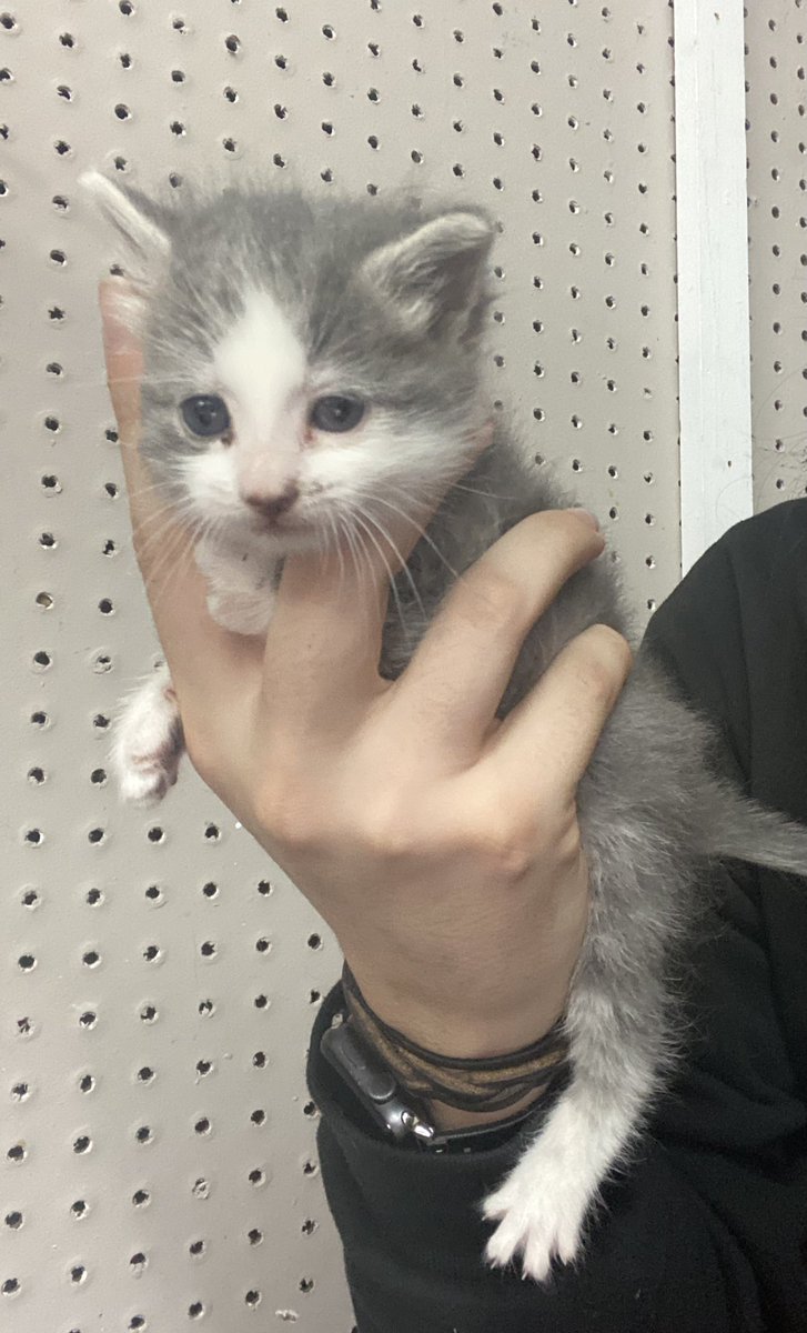 pawns103's tweet photo. Look at this kitten from my work🥺 https://t.co/7KDGQwayme