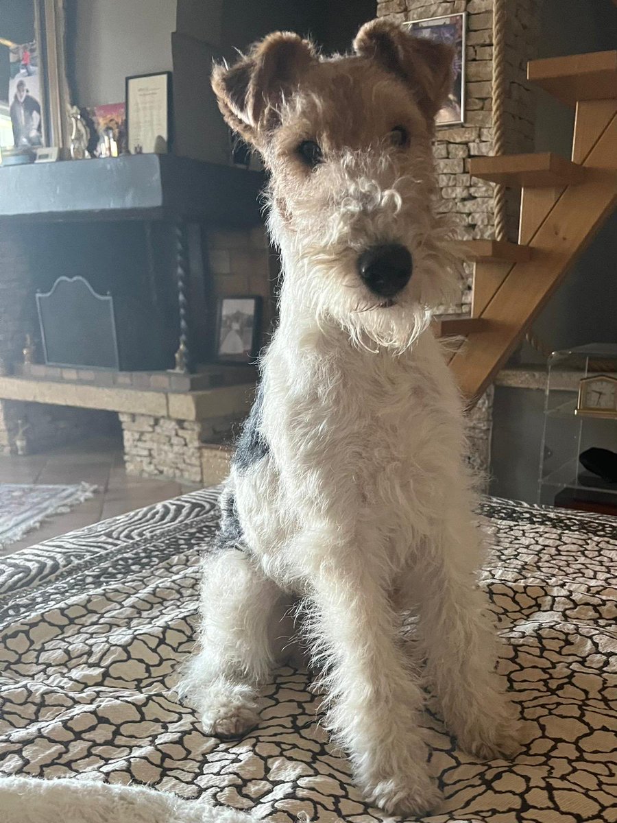 MelodyNelson06's tweet photo. #BabyLove #WireFoxterrier ♥️ https://t.co/zK2CoPDrU5