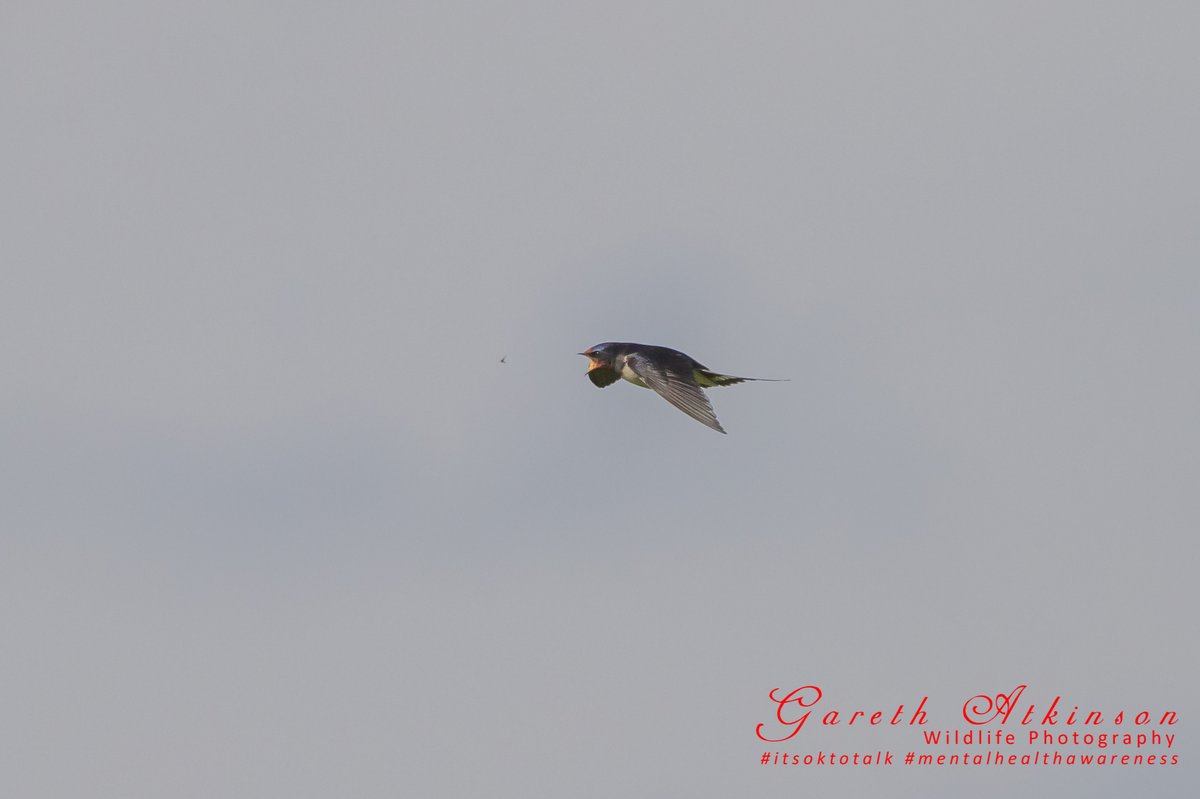 Swallow about to catch lunch on a fab trip to <a href="/LDV_NNR/">LDV NNR</a> at Wheldrake Ings last week with <a href="/Xopher78/">Chris Knight</a> 
<a href="/BBCEarth/">BBC Earth</a> <a href="/Natures_Voice/">RSPB</a> #BBCWildlifePOTD #yorkshire #york #nature