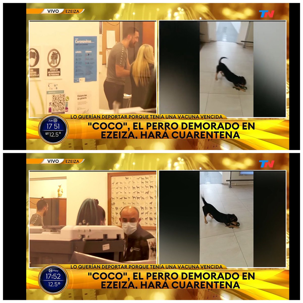 igonzalezprieto's tweet photo. Final feliz para Coco. #LIBERENACOCO
El SENASA autorizó la vacunación antirrábica, revisión de un veterinario y la permanencia en un sector del Aeropuesto en cuarentena. No será deportado ni a España, ni a Colombia, ni a Hungría como se especuló durante el día. https://t.co/uU4lNU9LKW
