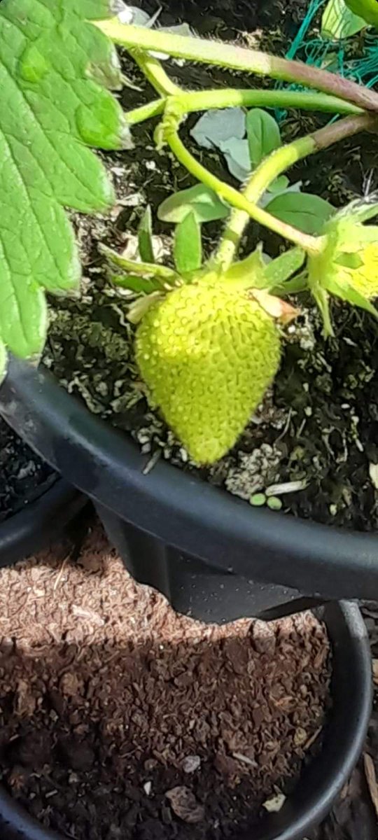 BeechmountBRC's tweet image. What a difference a year makes well done to all our volunteers for their continued support and work and of course thank you to all who have helped and donated too.

Here is link for anyone looking  to donate 👇👇
pay.strikepay.co/tags/Strikegiv…

Go raibh maith agaibh!
Up the beechies. ✊🏻