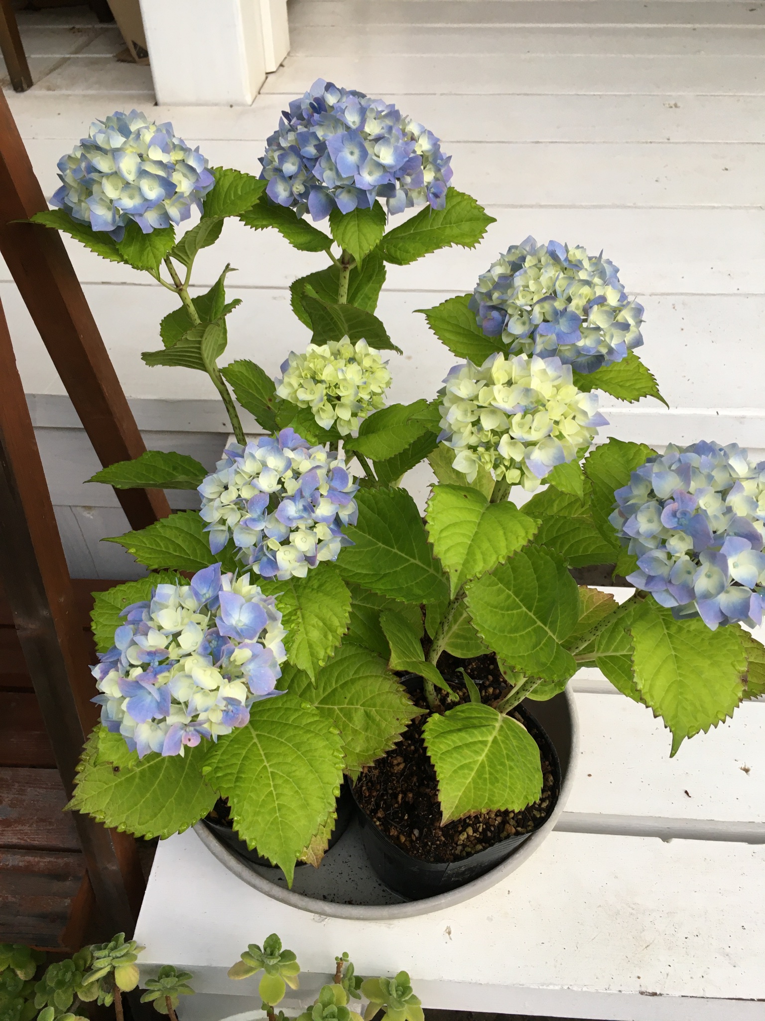 تويتر スージーランド有明 على تويتر 昨年挿し木したアジサイが早くも花を咲かせた これからの成長が楽しみ 紫陽花 アジサイ T Co Nxx1aeeb0w