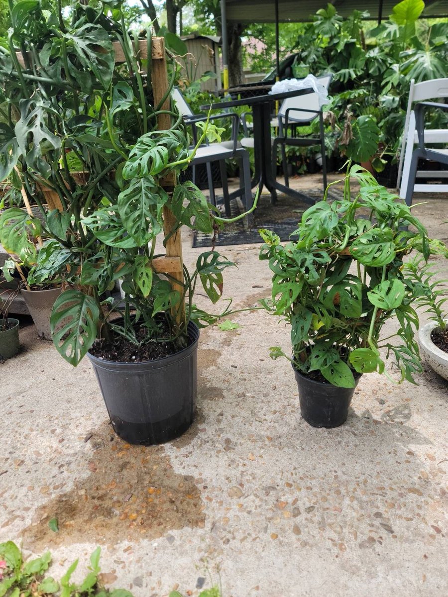 ConcreteChefs's tweet photo. Latest addition to my #etsy shop: #Monstera #Adansonii with #Trellis. Different #Sizes #swisscheeseplant #aroid #philodendron #concretechefsgarden #concrete #chef #garden #etsyseller #shopsmall #houseplant #liveplant #tropicalplants https://t.co/FwnbMygtAs https://t.co/C0u9R0KJYR