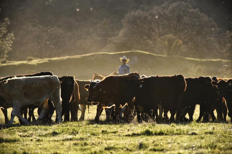 DudeRanchers's tweet photo. Join V6 Ranch on a bona fide cattle drive June 2nd-5th or September 29th-October 2nd!
You’ll spend perfect spring days in the saddle, moving cattle around and camping under the stars at the Mustang Camp.
#v6ranch #DudeRanchVacation #visitCalifornia #cattledrive #workingranch https://t.co/cPS1VVjCAe