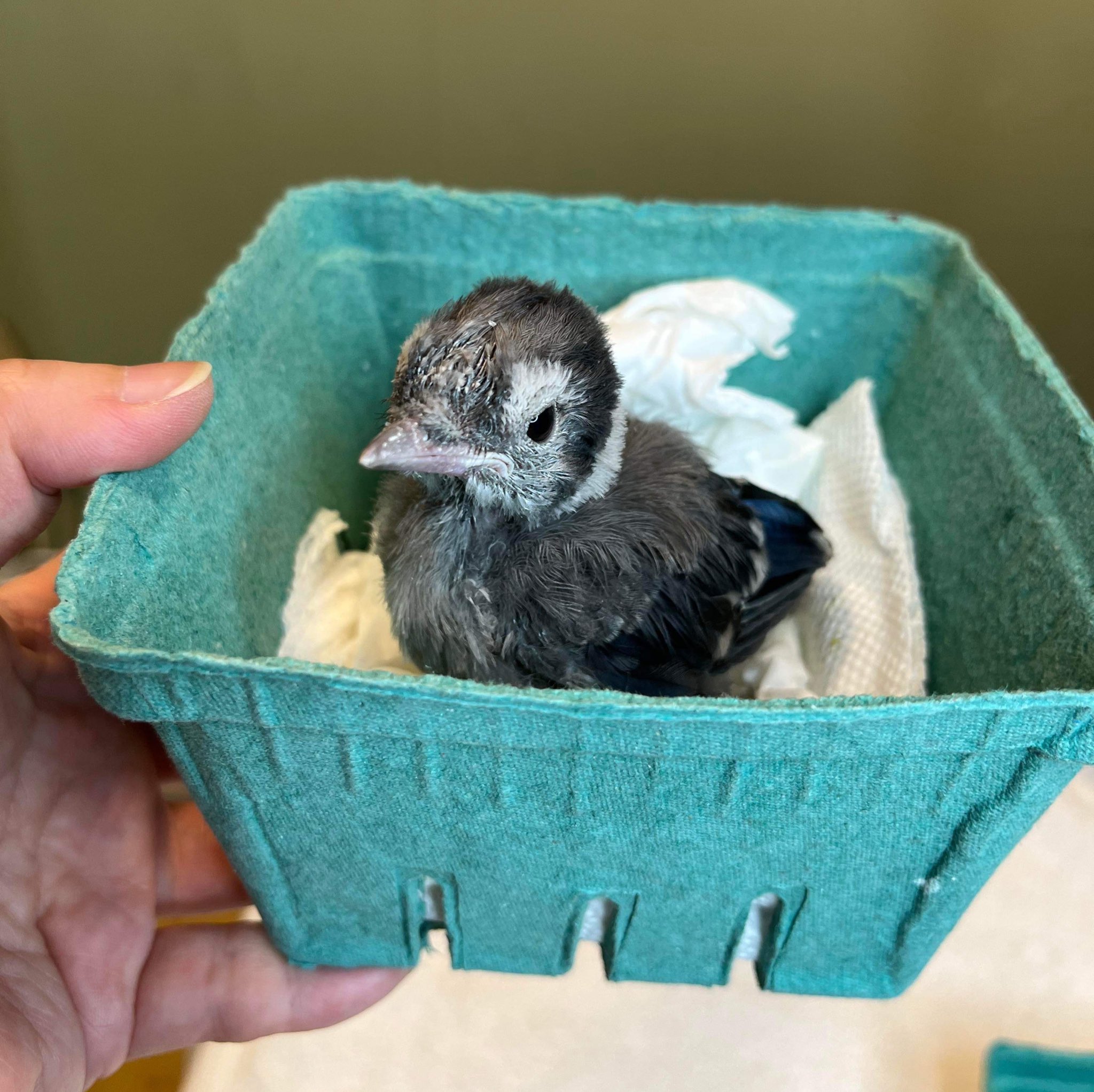 Wild Bird Fund Giant Grumpy Blueberry Phyllis Tseng T Co Xigooz3bvf Twitter