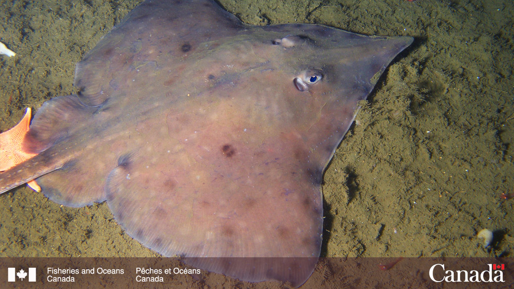 DFO Pacific tweet media