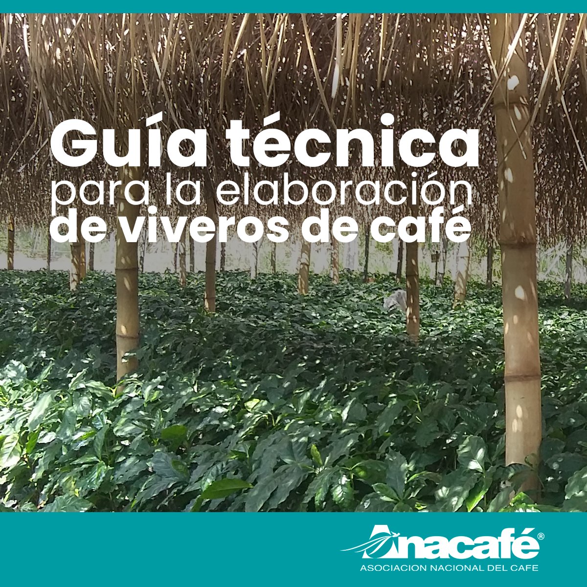 CafedeGuatemala's tweet photo. #GuíaTécnica | Un buen almácigo de café nos hace más competitivos y todo empieza desde la minuciosa selección de la semilla. Conozca más información en la "Guía para la elaboración de viveros de café":

🔗Descarga: https://t.co/QngTMpftvL

ℹ️Número corto 1579 | WhatsApp 2421-3737 https://t.co/9DtWcxsuC4