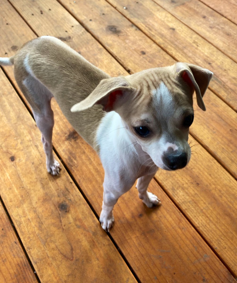 Weatherman Odie here to report the weather. Today is drizzling rain 🌧 here in the PNW. I wish it was drizzling donuts 🍩 though. What is the weather like where you live?
#dog #dogs #dogsoftwitter