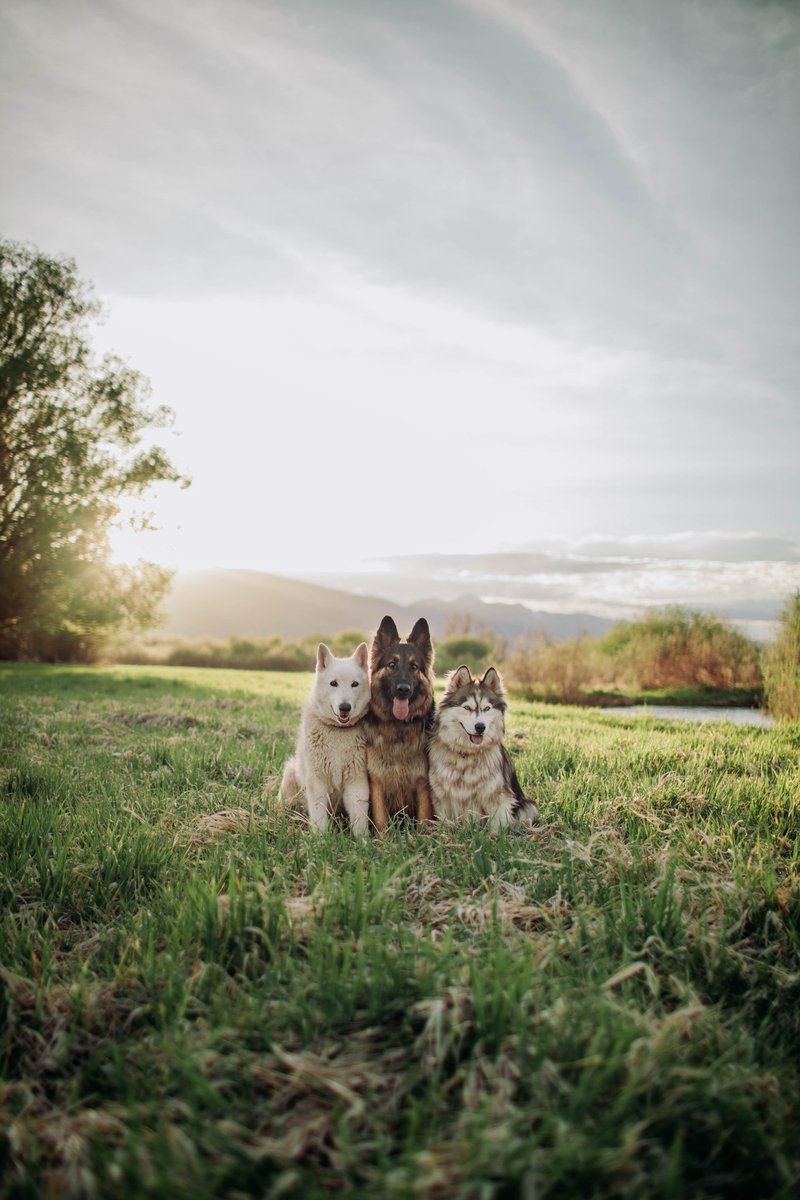 wanderin.wild tweet media