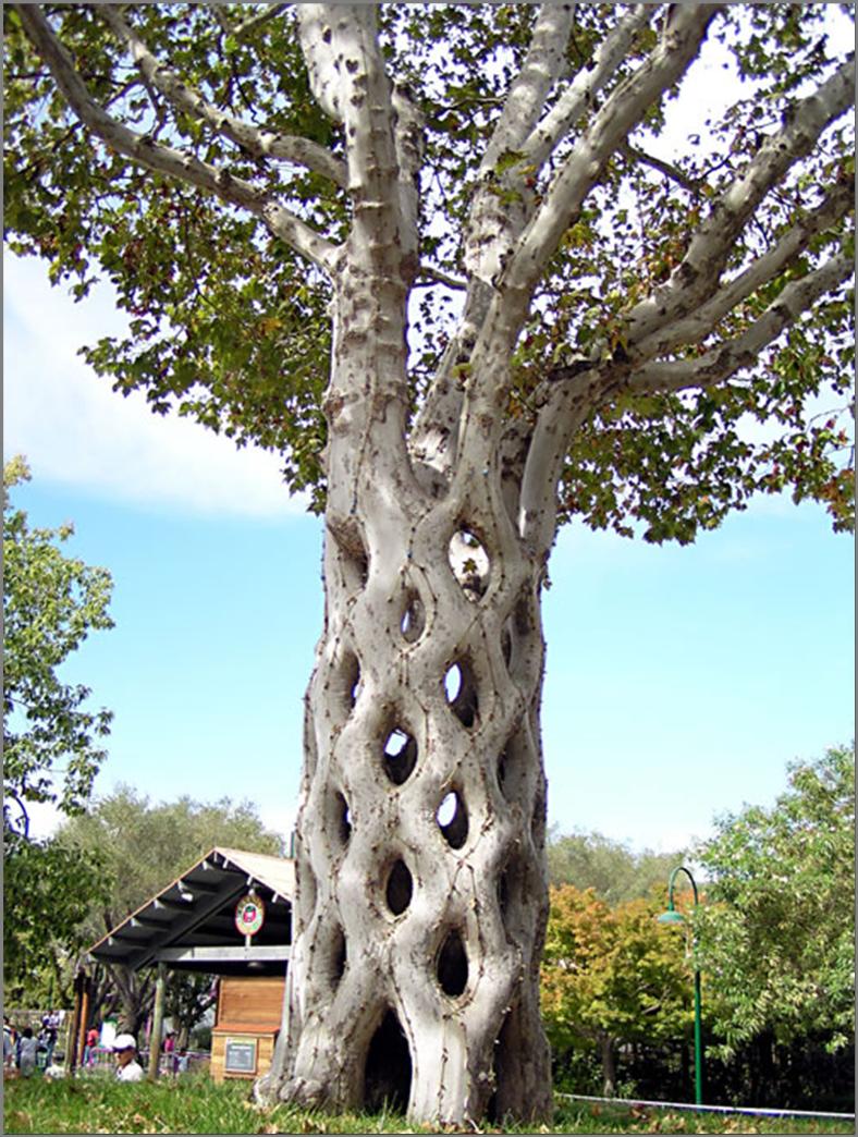 RatioScientiae's tweet photo. Inosculation in Nature and in Art #Inosculation #grafting Please click on the link: https://t.co/axEInQr7J4 https://t.co/JV1N1jj0iI