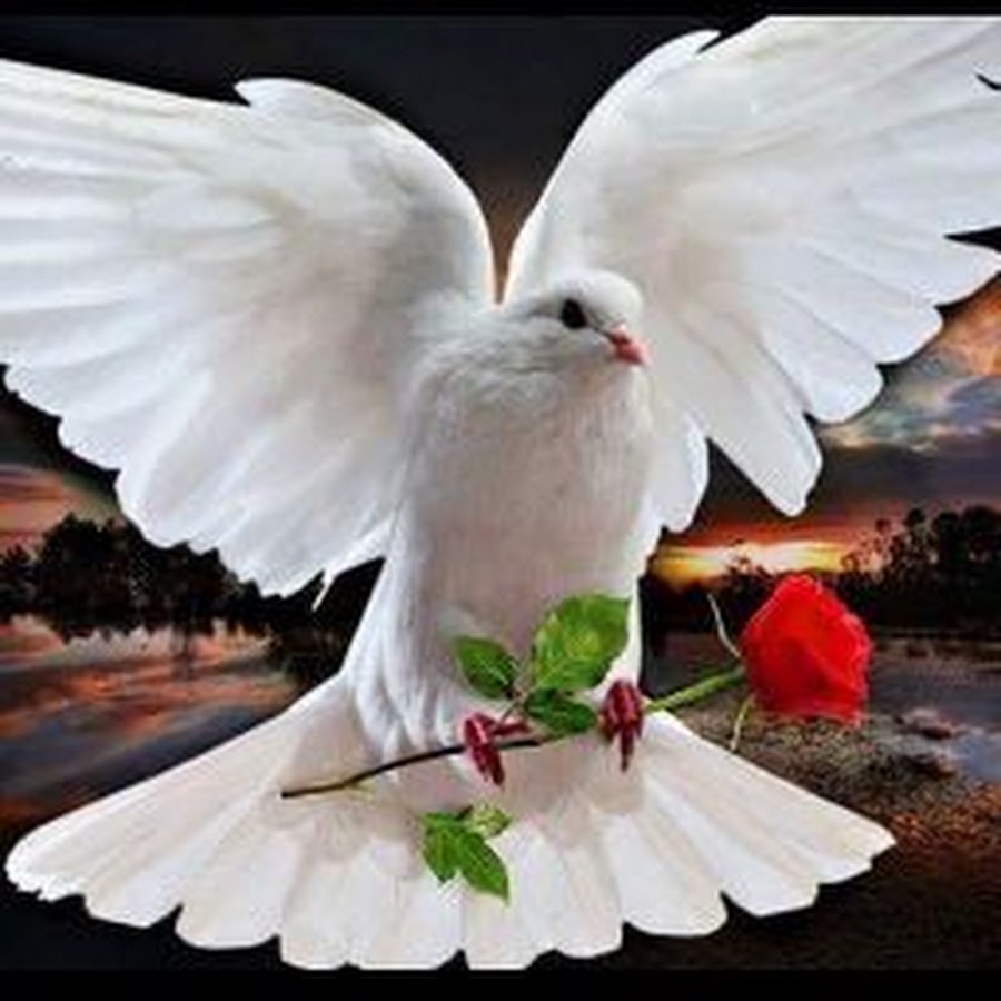 🕊️Peace 🕊️ Dove🕊️ tweet media