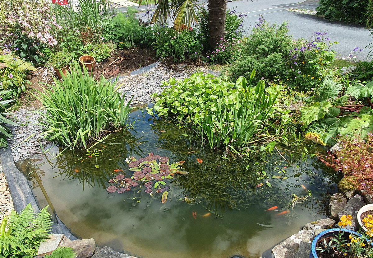 @GWandShows @BBCTwo @BBCiPlayer Help #Wildlife & #Environment in your #Garden: 1. #PlantATree 2. #UseNOChemicals 3. #UseNOSlugPellets 4. Put #Vegetable peelings & cuttings out on your garden 5. Build a #pond with a gentle slope for easy wildlife access 🌸 #GardenersWorld #ChelseaFlowerShow #Dartmoor #Devon