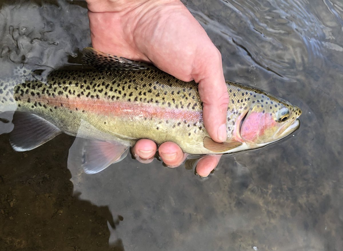 ReelFlyFish's tweet photo. Starting to get darker spawning time is nigh.! https://t.co/U9Swr27Mlx