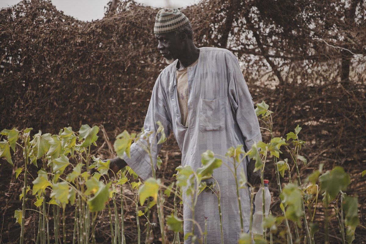 veritree tweet media