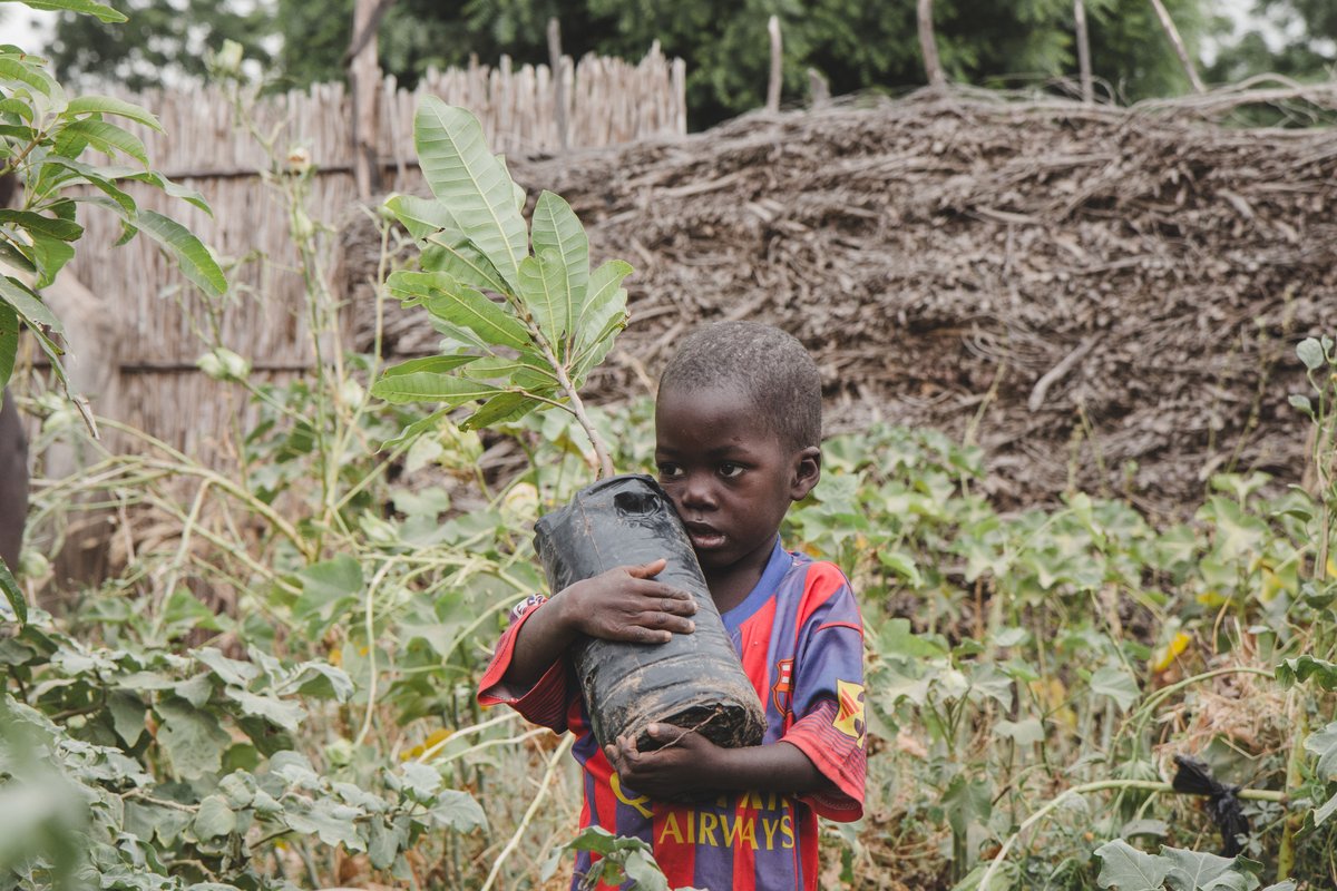 veritree tweet media