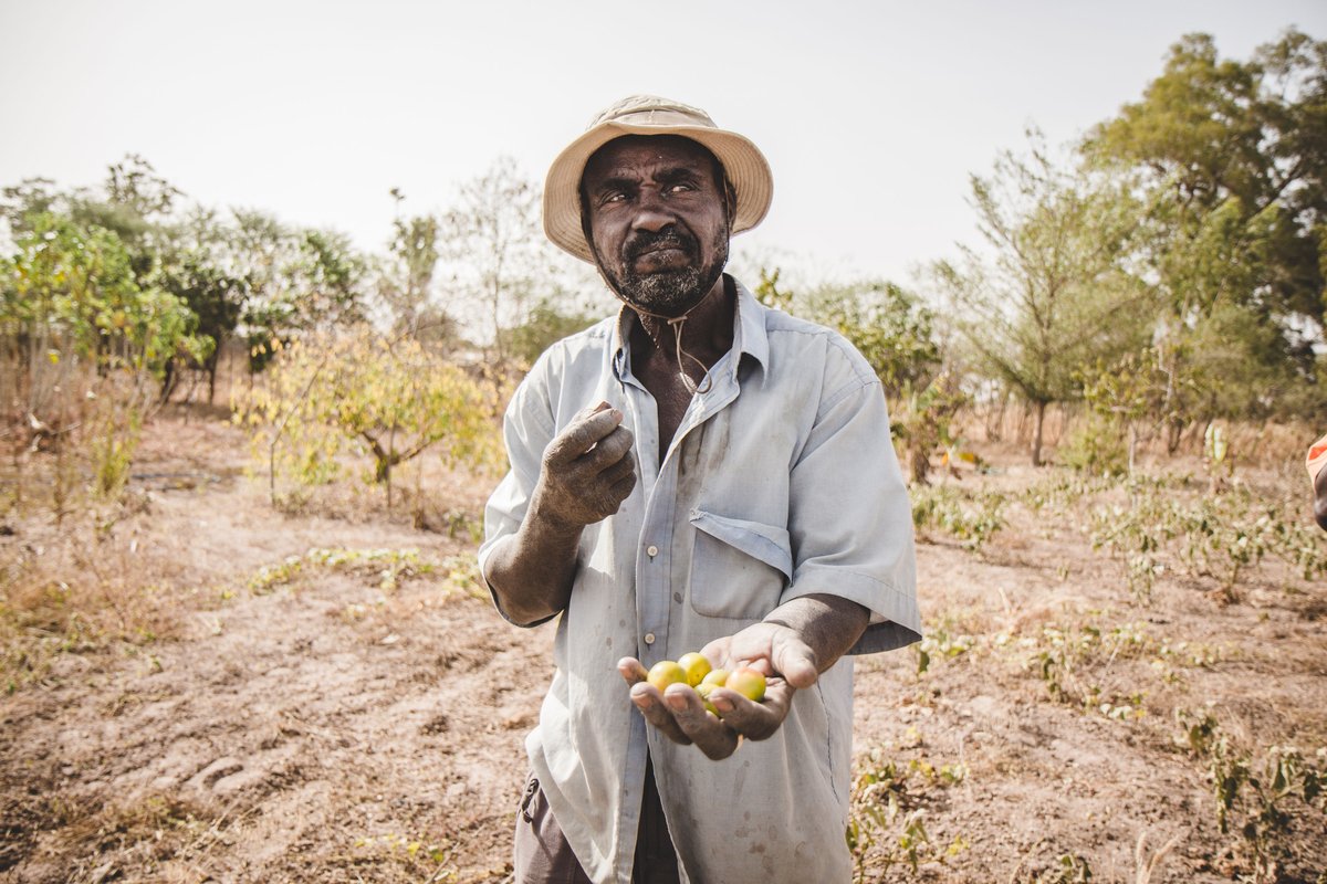 veritree tweet media