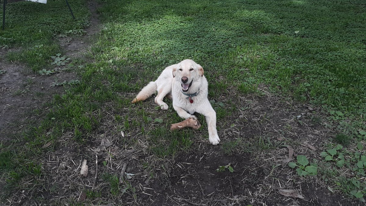 lheal's tweet image. He found a bone he buried, and now it's his favorite.  Hey, Jake, time for a run to the river. #runwithdogs