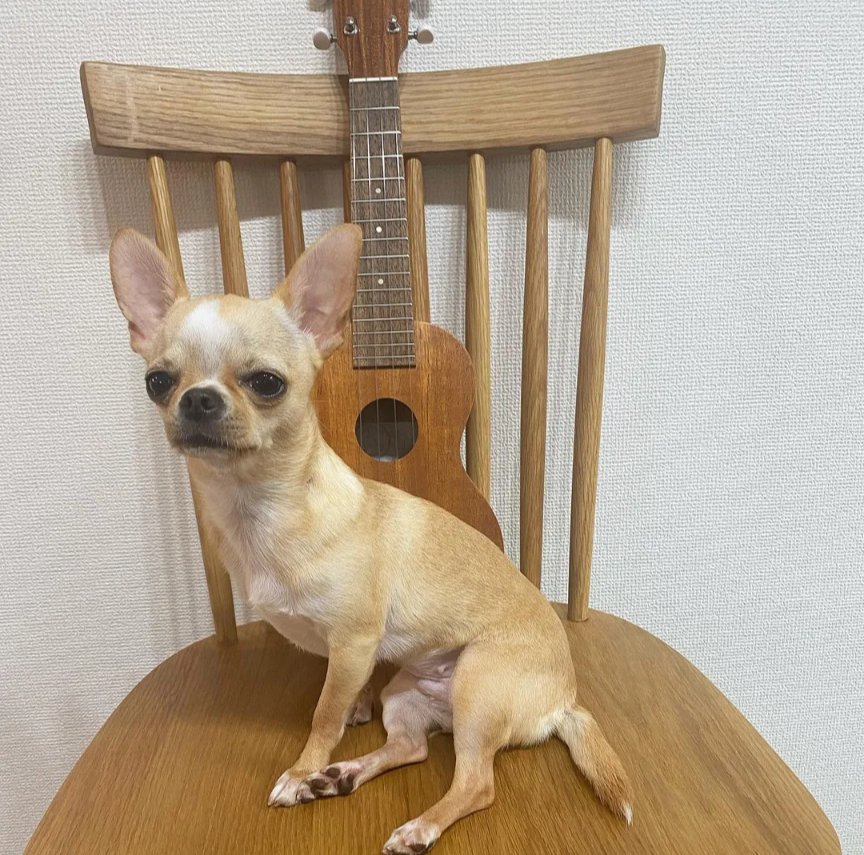 JustinAndComedy's tweet photo. He was going to #playguitar but then he heard a #chipbag 

https://t.co/S2uNdFPdLe https://t.co/tH8LmseQuB