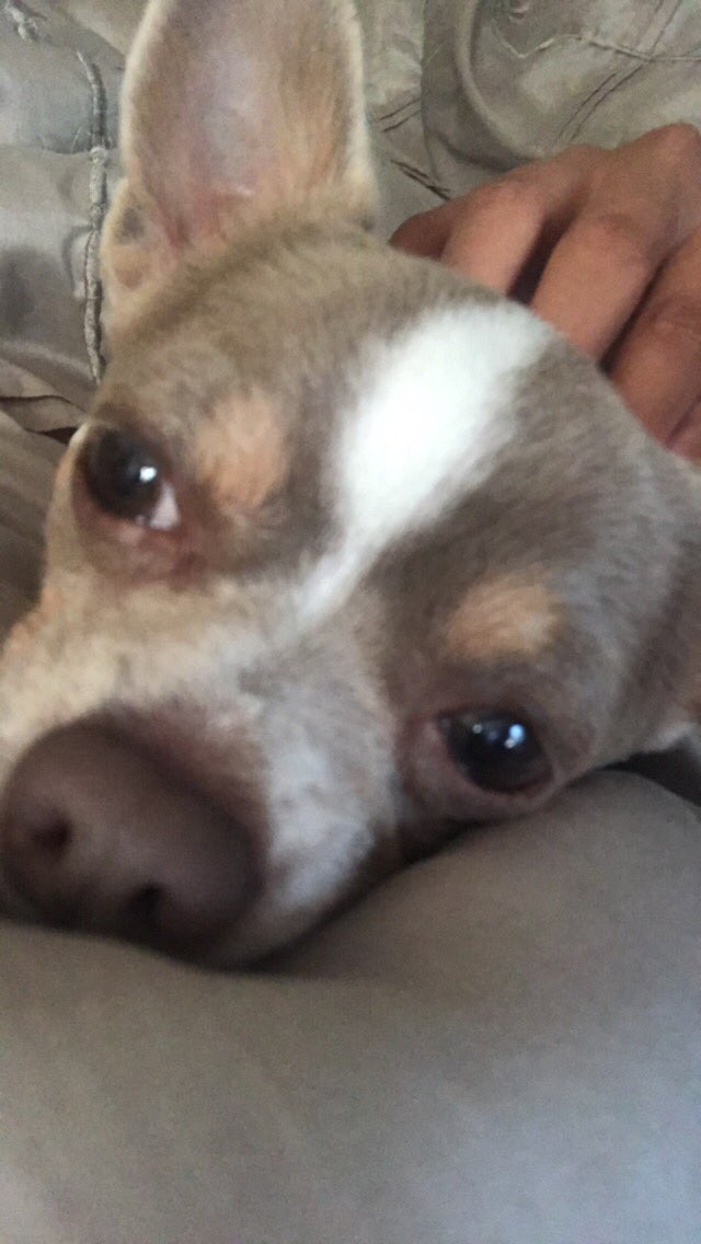 strwbryana's tweet photo. @raidghosts Name is Mackie an apple head chihuahua https://t.co/eSbwDJT1ja