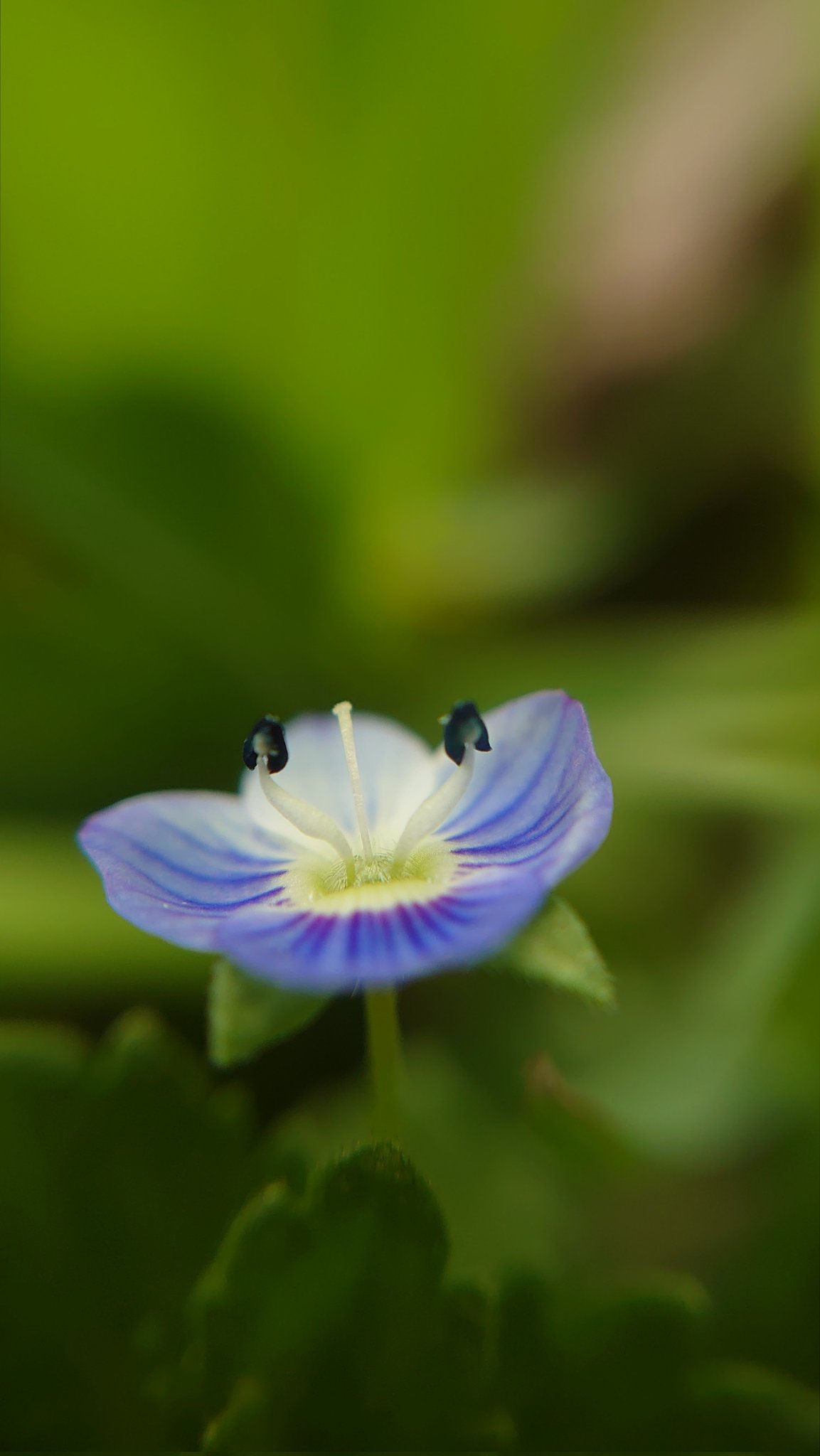 オオイヌノフグリ Twitter Search Twitter