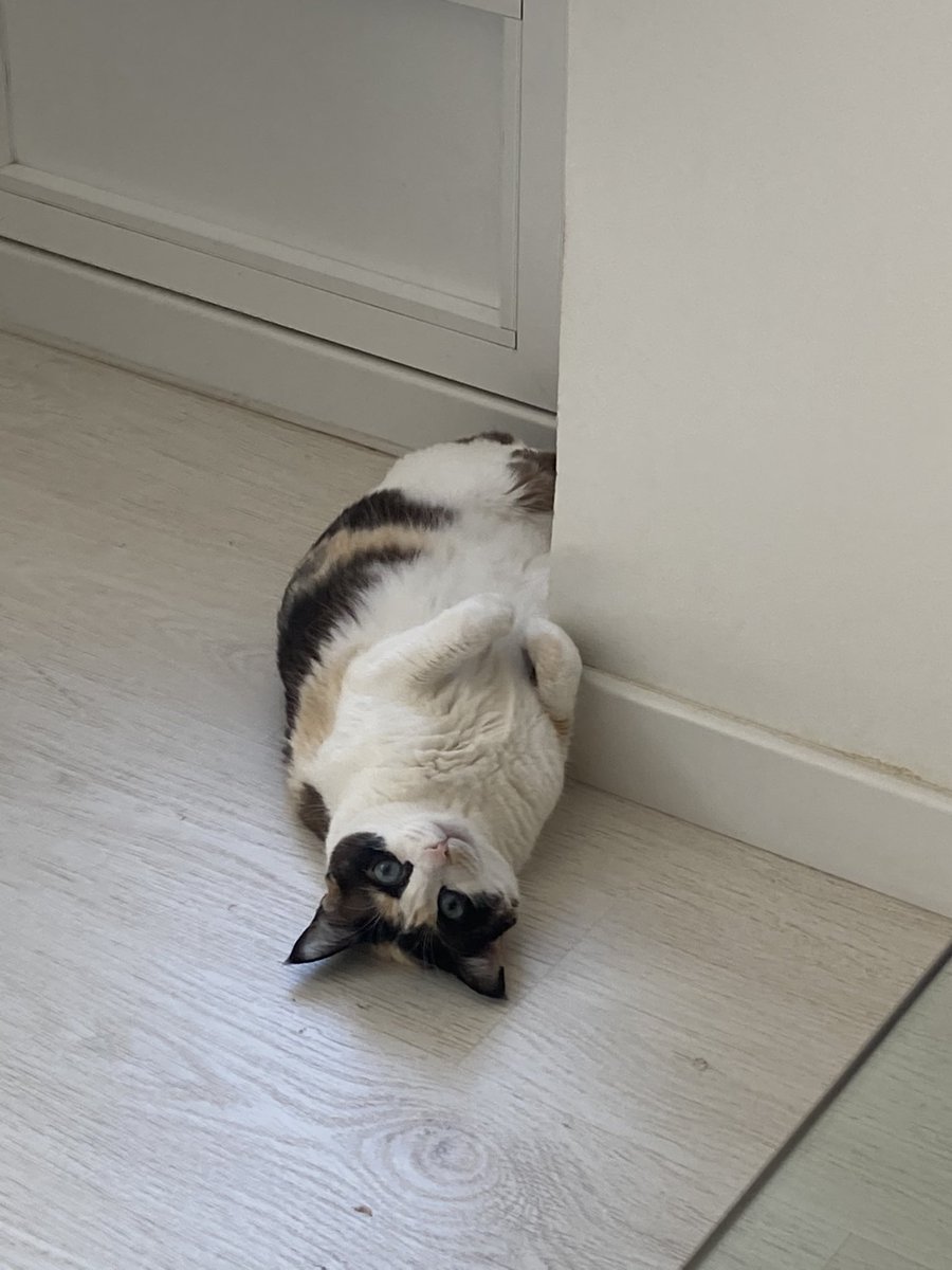 Vete tú a trabajar, que yo me quedo aquí esperando. 
Mi gato2.0