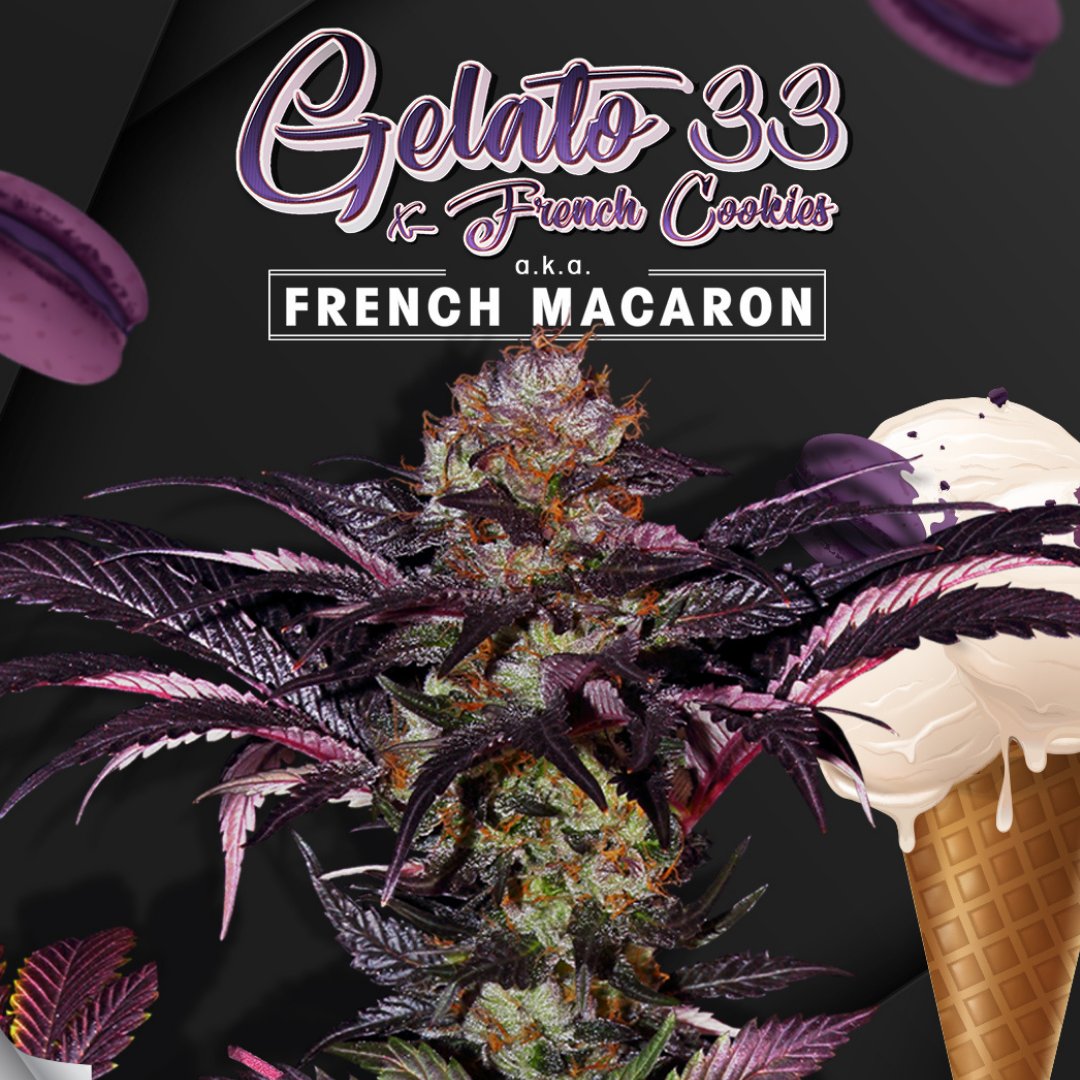 KloneticsInc's tweet photo. Check out the incredible French Macaron (Gelato 33 x French Cookies) named after the popular Macaron from France, a delicate gourmet Cookie treat full of flavour that will literally melt in your mouth. ๐คฏ
#cannabisculture #licensedproducers #cannabisindustry #canadiancannabisbiz https://t.co/qe4Fa08SC6
