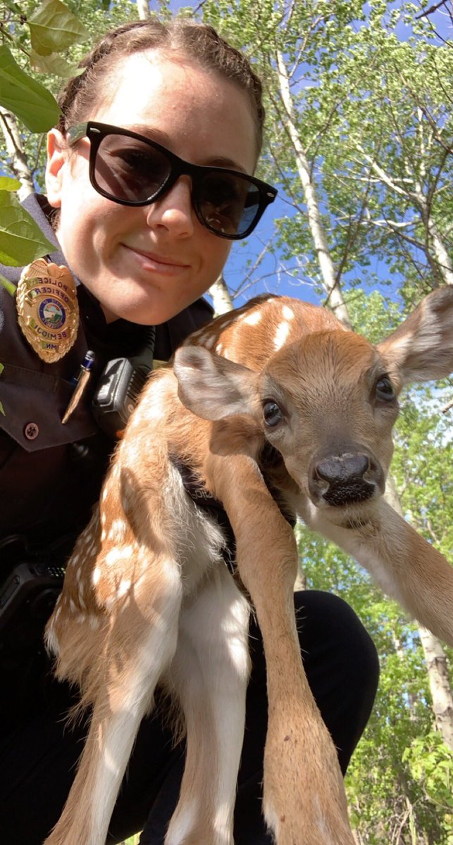 mtkapd's tweet photo. Guess it runs in the family. Bemidji PD Ofc Kniss rescued an abandoned fawn from a busy roadside last year…also reunited with mom. #familyvalues https://t.co/kjoV9FJ8kL