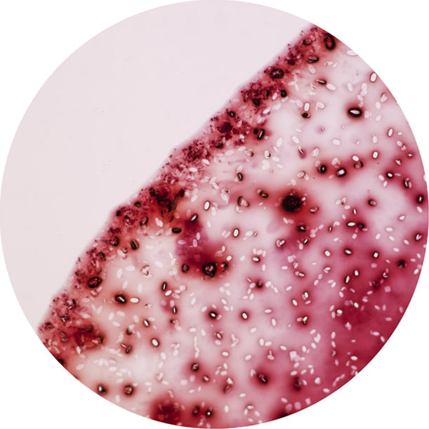 Observación microscópica del 🍷

🔬 📸 <a href="/LeGoullon/">William LeGoullon</a>