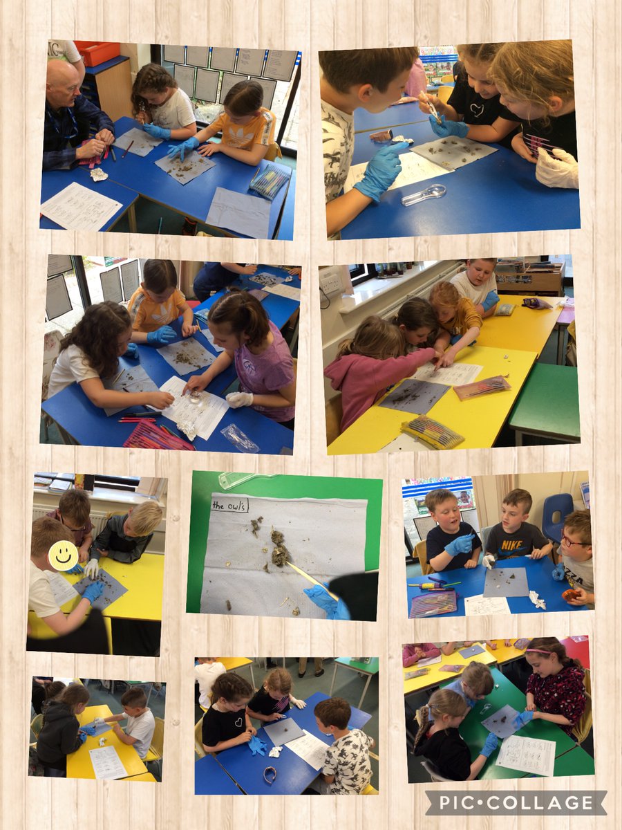 Y3Hunmanby's tweet photo. Owl pellet dissection - a fabulous lesson! https://t.co/2swPsRzOCK