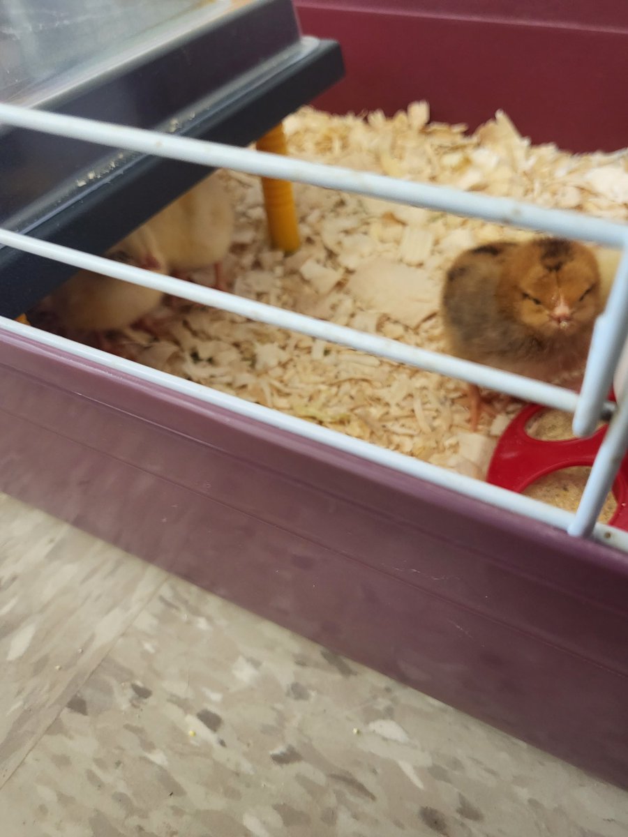 4th grade incubated chicken eggs <a href="/RentTheChicken/">Rent The Chicken</a>