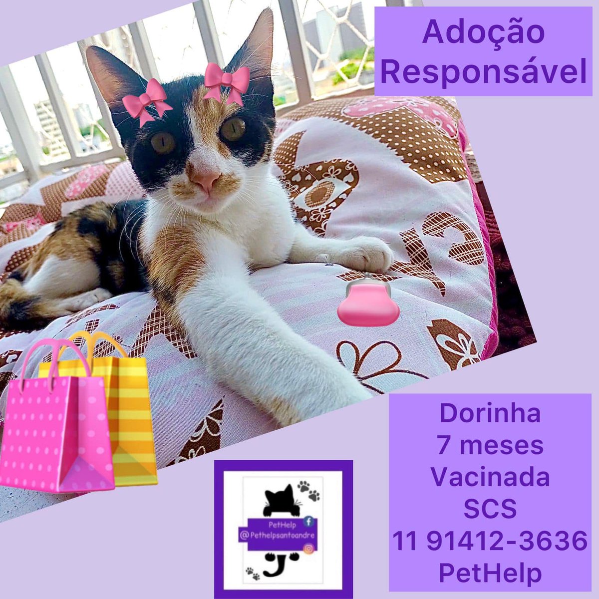 gitezoni's tweet photo. postando aqui pq são irmãzinhas e me lembraram mt a rinku e a koyo <3 

pra adoção responsável em SP. https://t.co/oIiloi36nE