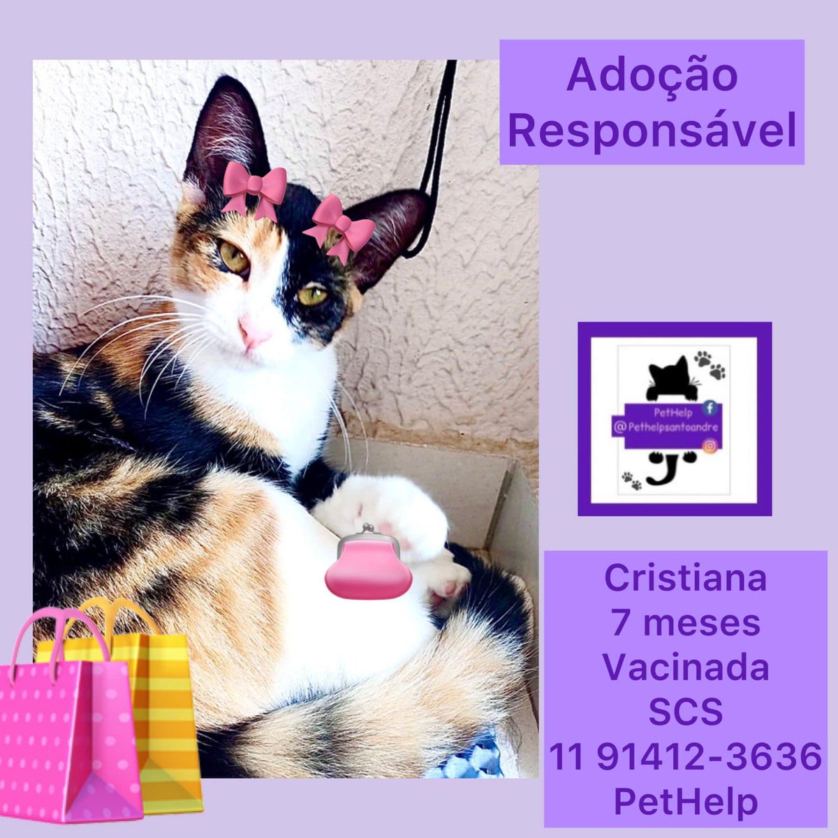 gitezoni's tweet photo. postando aqui pq são irmãzinhas e me lembraram mt a rinku e a koyo <3 

pra adoção responsável em SP. https://t.co/oIiloi36nE