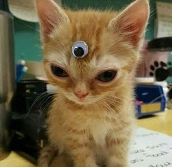 iskittybel's tweet photo. @aXoZerr 4 am? Mejor mimir 🧐 https://t.co/USRWDYhBfU