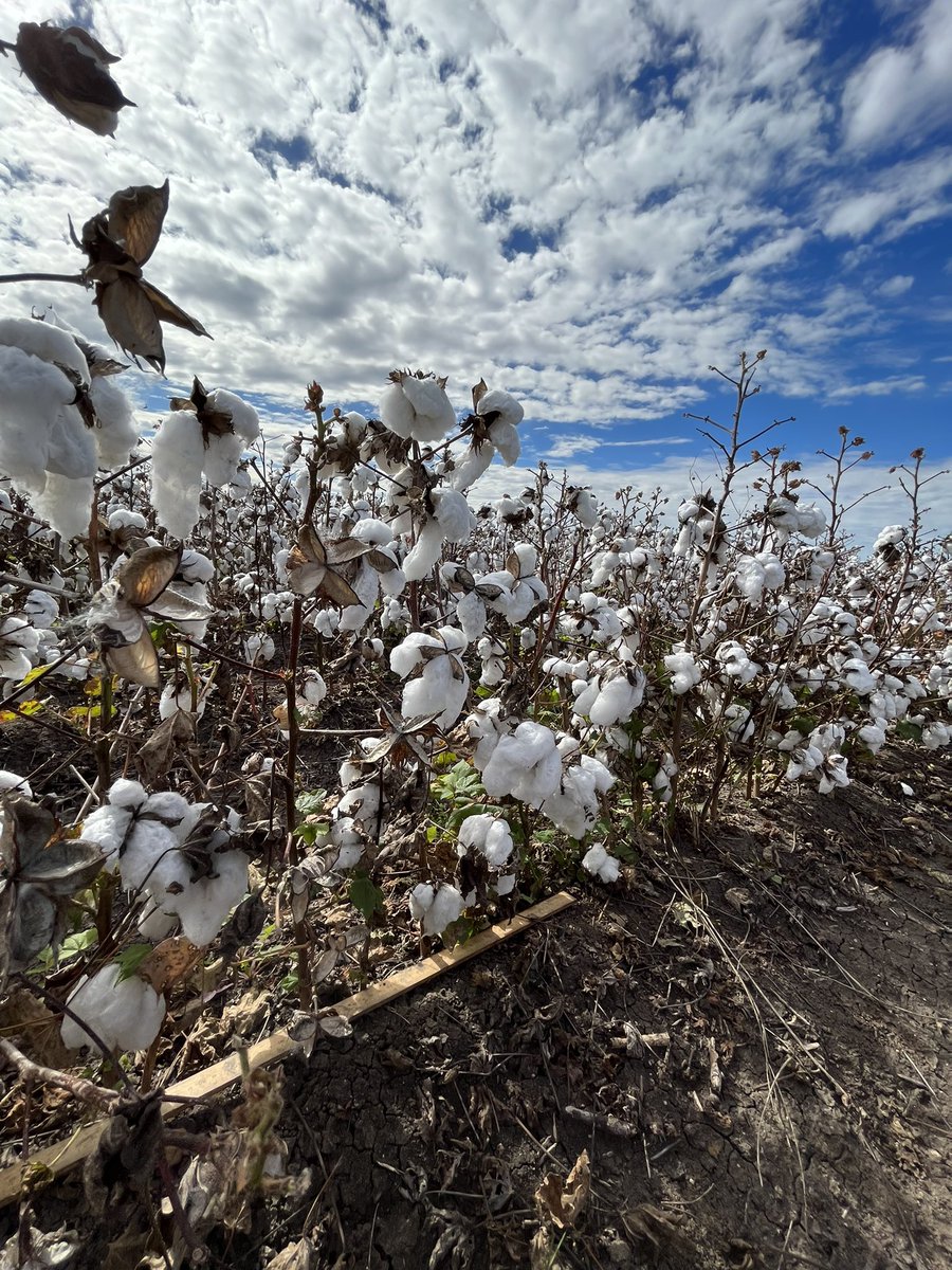 EllieBennett308's tweet photo. A busy week @CSIRO Myall Vale, handpicking, soil coring and ginning #cotton for my university honours #research project, looking at #nitrogen use efficiency and how we can monitor N using in-field near infrared #spectroscopy tech! 📈🌱 @csd_cotton @CottonResearch @hone_ag https://t.co/rxNx8kBZUa