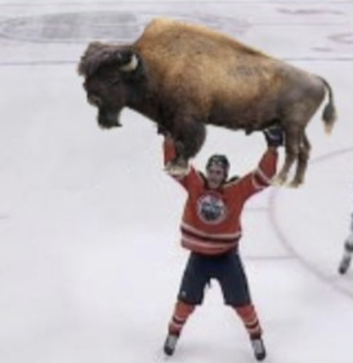 Edmonton Oilers: The Bison King