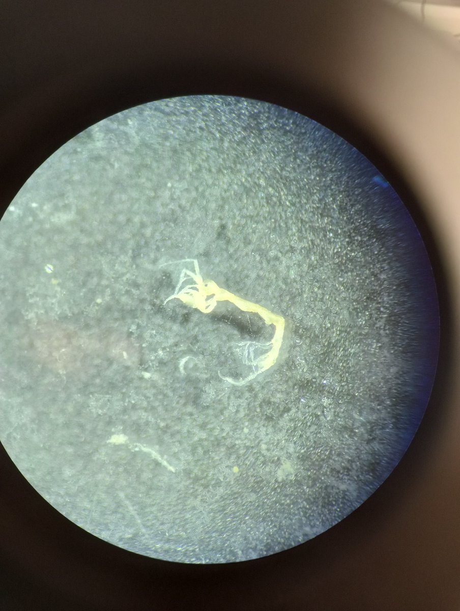 C_Womacks's tweet photo. It was a lovely week to jump back into the lab and revisit all 1200 of my favorite crabs (and discover some of their tiny crustacean hitchhikers). Exciting analysis coming soon! Thank you @mollymollusca for joining in on the crabbing 🦀🦀 https://t.co/1waUF9uUU4