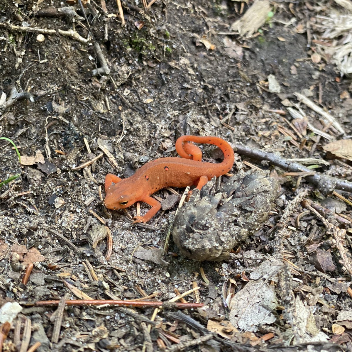 Megan Wheeler tweet media