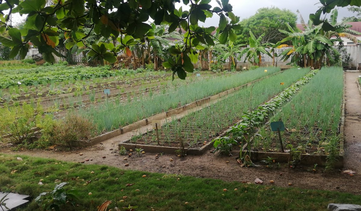 GHNordelo5's tweet photo. En la zona 34 de los #CDRCuba, en el reparto Ceferino Fernández, de Pinar del Río, cada vez se suman más vecinos al movimiento #CultivaTuPedacito #Cuba #SomosDelBarrio https://t.co/vWZSWFLOWt