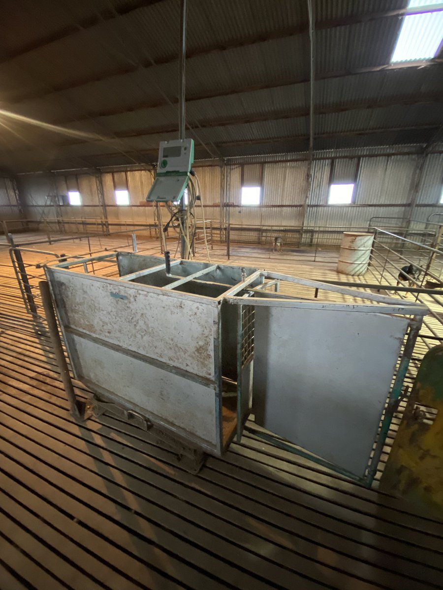 Oakhillsfarming's tweet image. Selling my Magnus weigh cradle and ruddweigh scales!! Two way draft, good simple setup!! $2000+gst, RT’s appreciated!