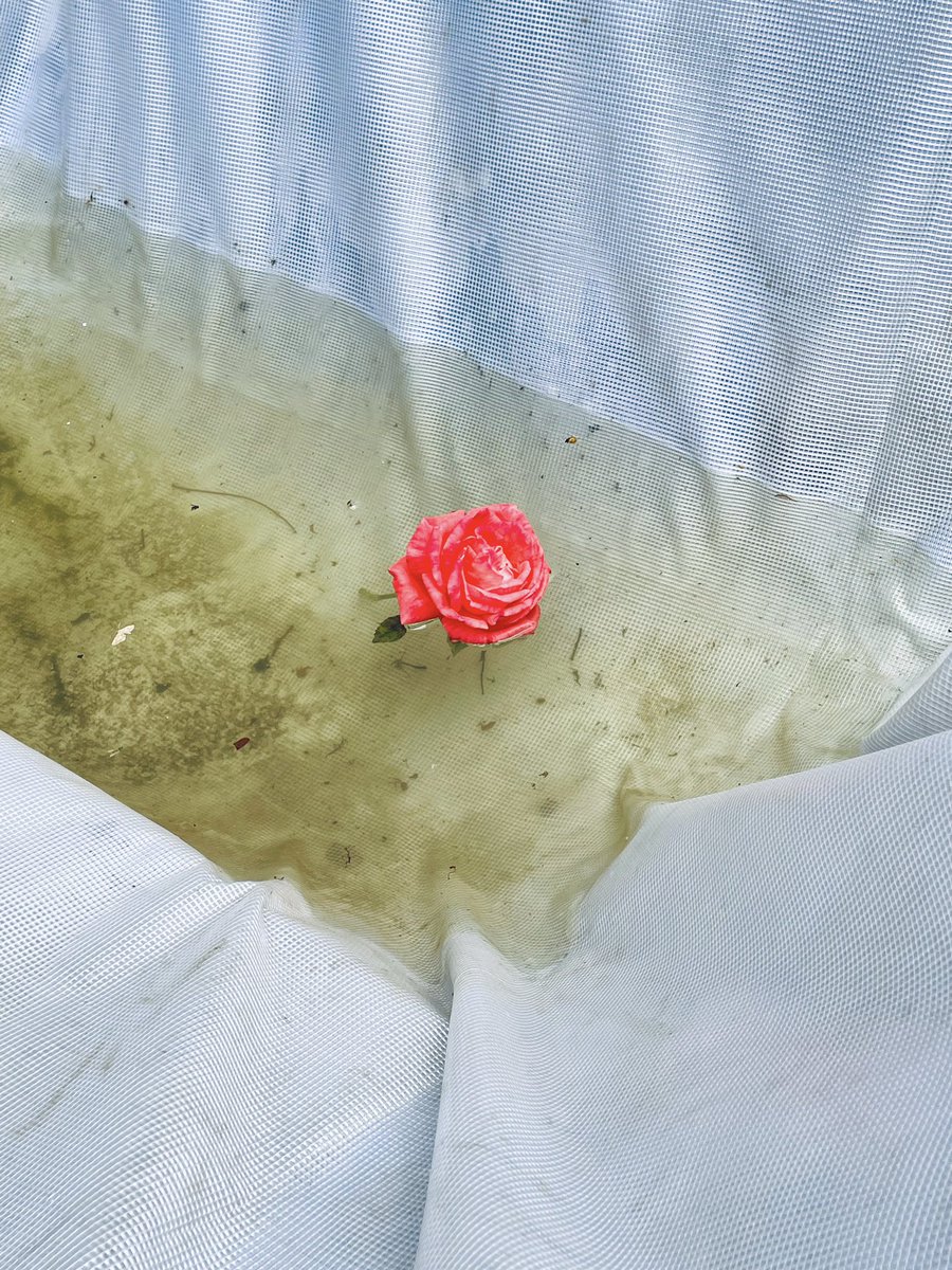 __JimEyre__'s tweet photo. an incredible and astonishingly beautiful curated exhibition of work on @1stDibs by @a1111ac011d0 thank you for giving everyone the opportunity to feature in ‘FLOWER GANG’. So honoured to sit alongside so many incredible artists. 

(UN)SAFE is now up and live https://t.co/Qi7c0s1B9X
