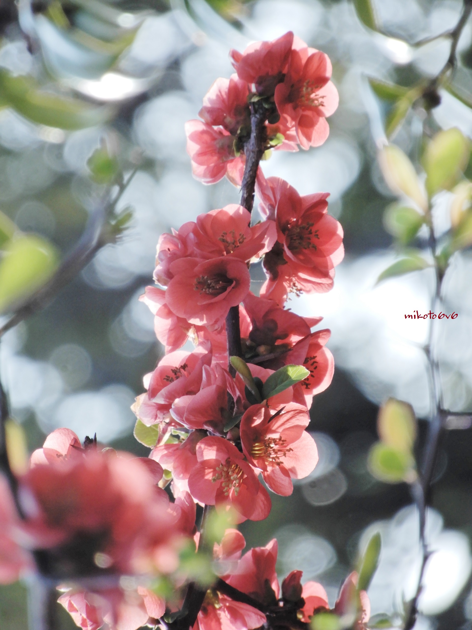 Mikoto 咲き誇る木瓜の花 春先から楽しめた 花言葉 熱情 妖精の輝き 一目ぼれ 魅惑的な恋 先駆者 木瓜 ボケ 花写真 5月ふぉと 写真で伝えたい私の世界 キリトリセカイ Japanesequince Floweringquince Chaenomeles Flowerphotography