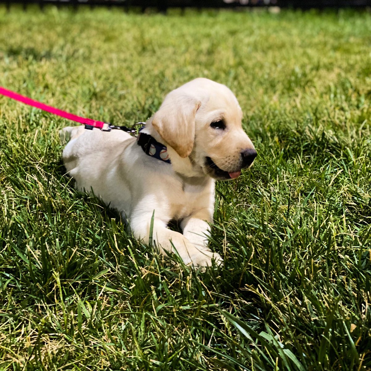 BallersBatDog's tweet photo. I don’t sit still often, but when I do it’s for pictures 📸 https://t.co/Vf82Gi9yuE