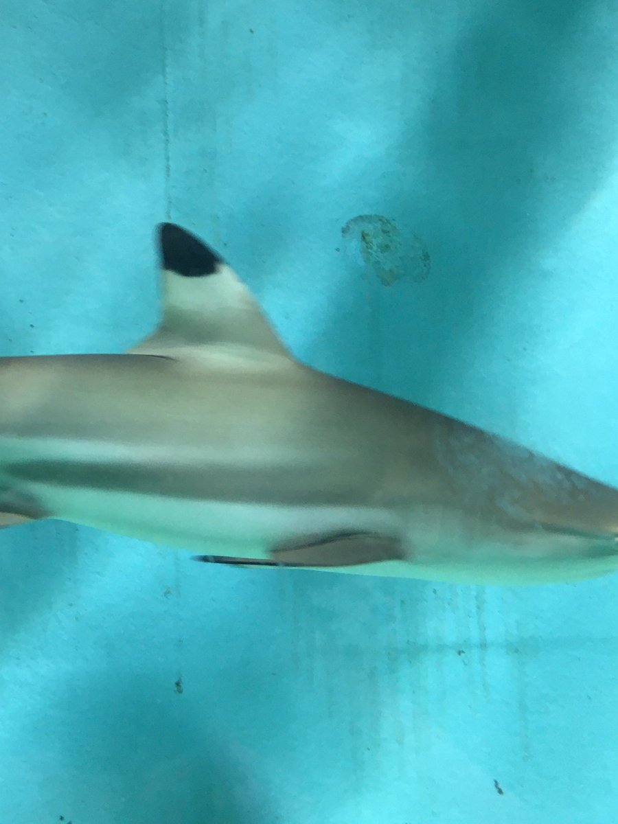 darklightescape's tweet image. look gordon! beasts!