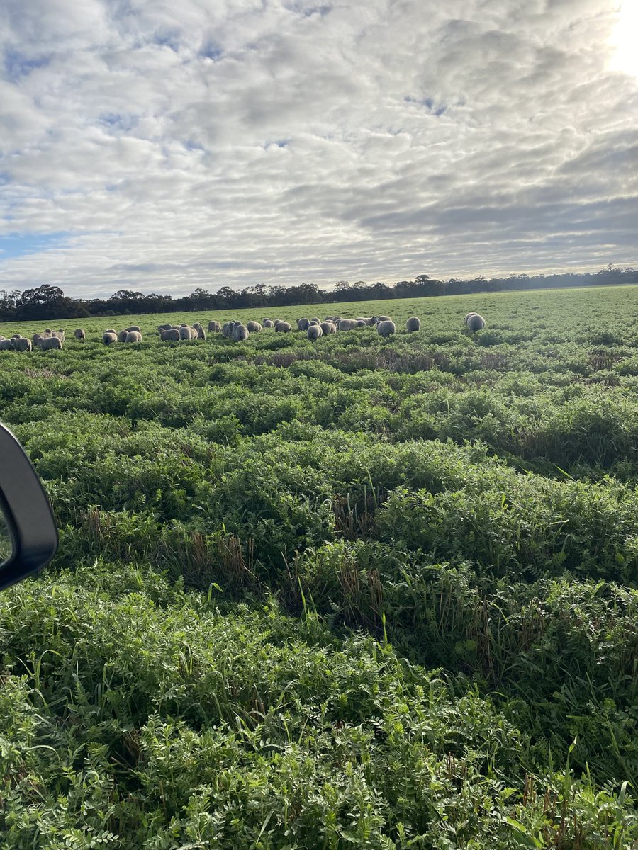 Sheep moving out for grass and fungicide spray needed on early sown vetch.