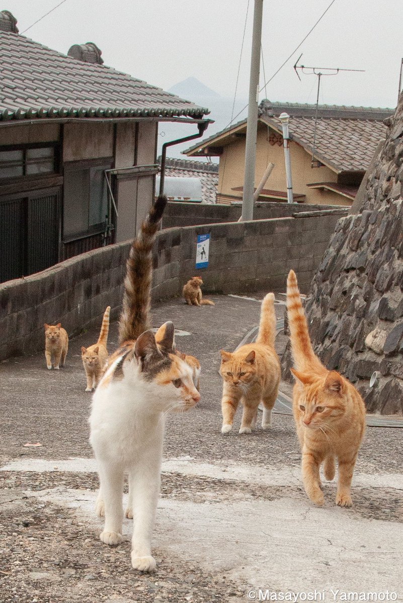 ︎山本 正義 (Masayoshi Yamamoto) 立ち猫®さんの投稿画像