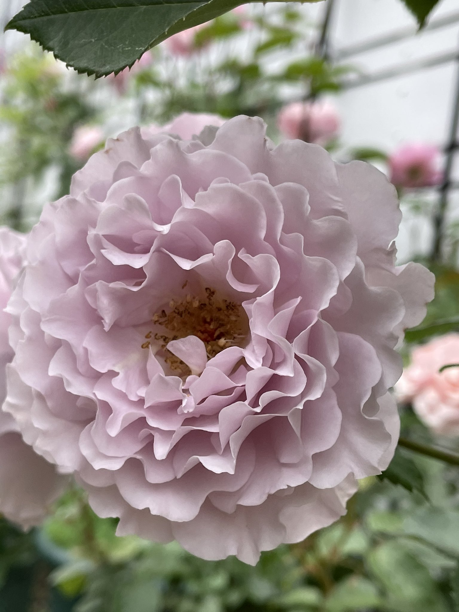 てまり リベルラ 花持ちが 半端ない 長い開花です 褪色したお色も 美しいです ᴗ ˬᴗ ꕤ 何時になったら 花がら摘みしていいか 分からないほどです 薔薇 ガーデニング T Co Foogvqdezx Twitter